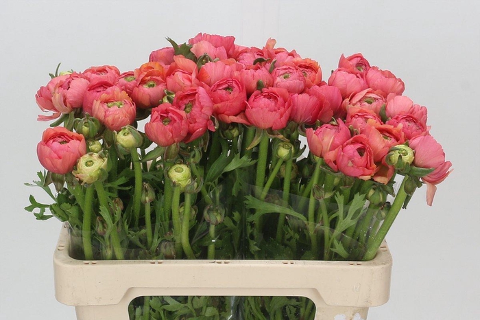 <h4>Ranunculus asiaticus Success Favola</h4>