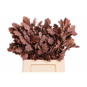 Quercus Preserved Bordeaux (oak,eik)