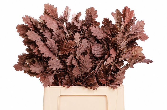 <h4>Quercus Preserved Bordeaux (oak,eik)</h4>