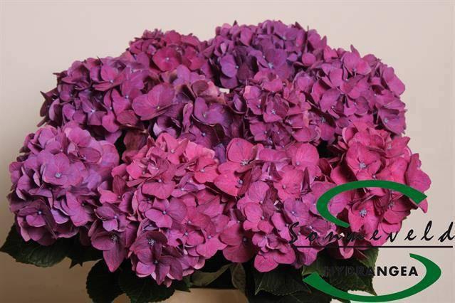 <h4>HYDR M CH RODEO PA</h4>