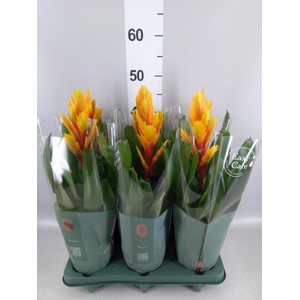 Vriesea  'Intenso Flame'