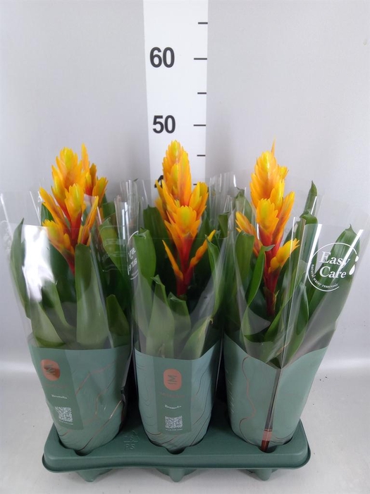 <h4>Vriesea  'Intenso Flame'</h4>