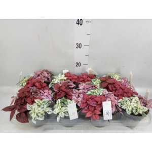 Hypoestes phyllo.   ...mix