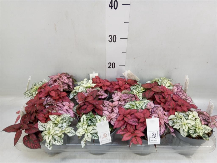 <h4>Hypoestes phyllo.   ...mix</h4>