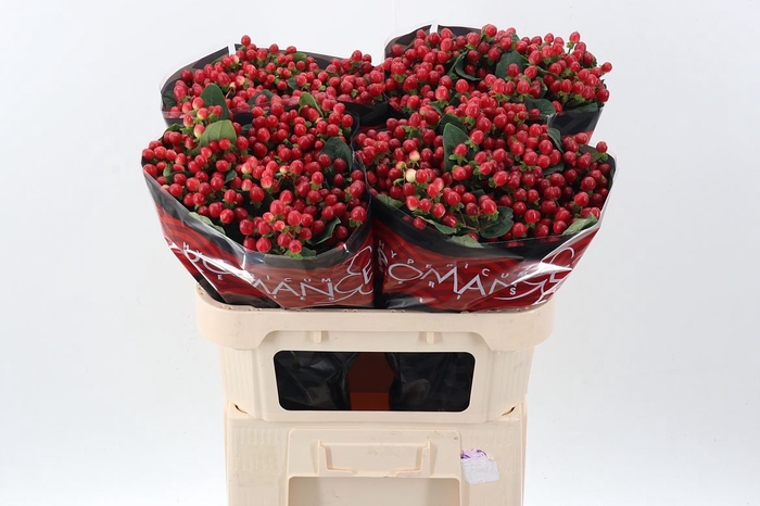 <h4>Hypericum andr. 'True Romance'</h4>