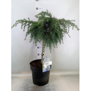 Cedrus deodara 'Feelin' Blue'