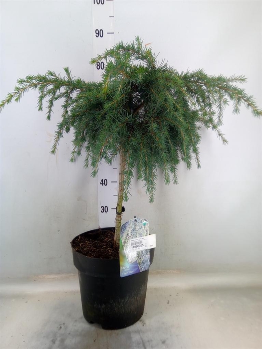 <h4>Cedrus deodara 'Feelin' Blue'</h4>