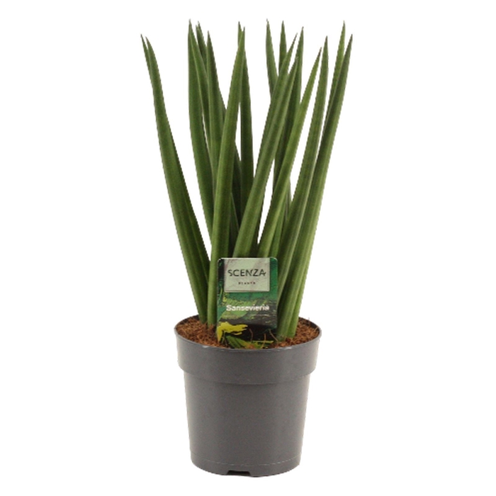 <h4>Sansevieria Cylindrica 12 cm Spaghetti</h4>