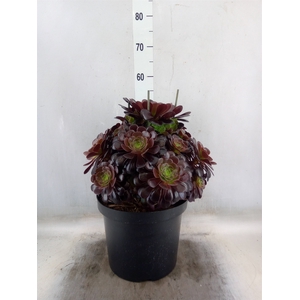 Aeonium arboreum 'Velours'