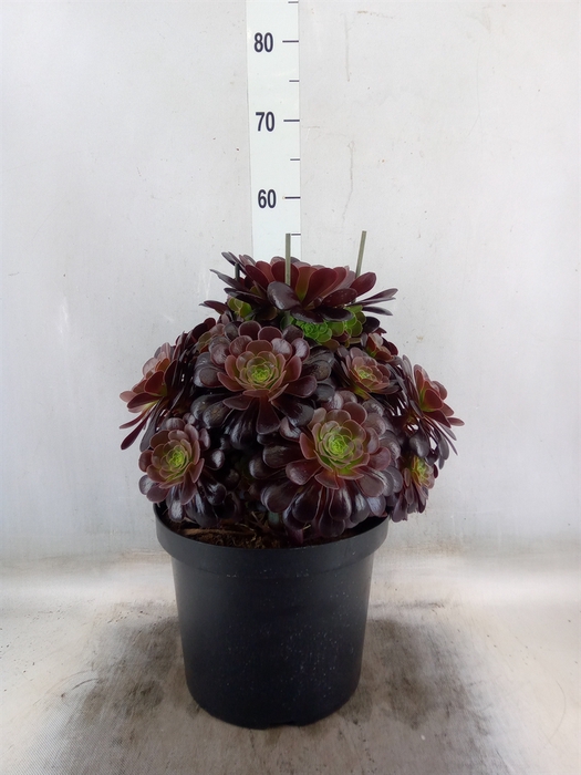 <h4>Aeonium arboreum 'Velours'</h4>