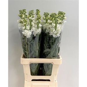 Matth Iron White