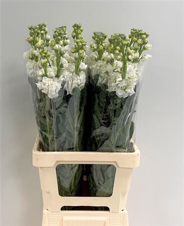 Matth Iron White