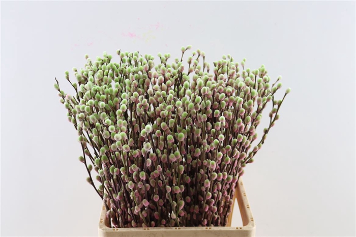 <h4>Salix Wilgenkatjes Hortensia 70cm Pst</h4>