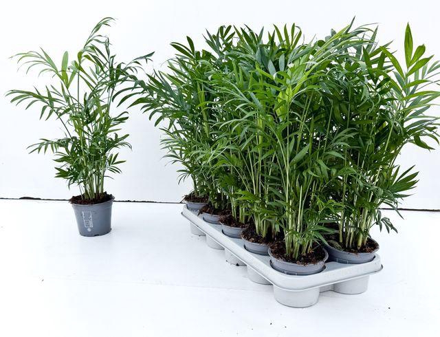 <h4>Chamaed Elegans</h4>