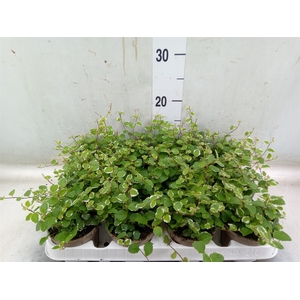 Ficus pumila 'White Sunny'