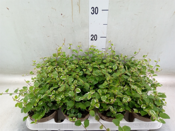 <h4>Ficus pumila 'White Sunny'</h4>