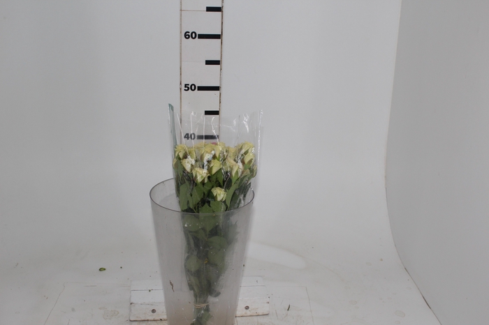 <h4>ROSA SPRAY CRETA 040 CM</h4>