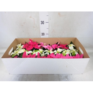 Euphorbia pulc. 'Princ'  ..mix