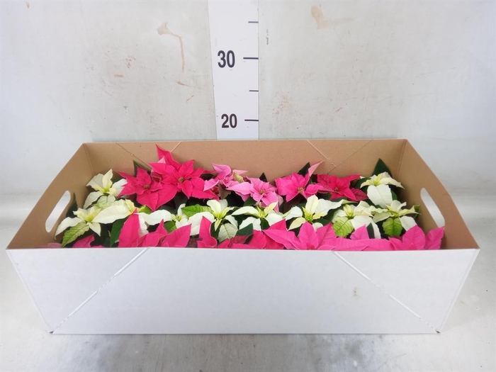 <h4>Euphorbia pulc. 'Princ'  ..mix</h4>