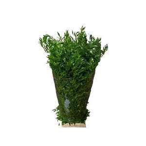 RUSCUS SOFT LONG 150GR 4TAK ITALY