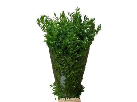 <h4>RUSCUS SOFT LONG 150GR 4TAK ITALY</h4>
