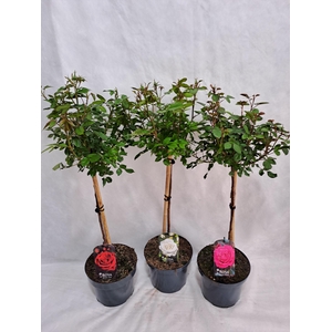 Roos op stam grootbloemig P23 55cm mix