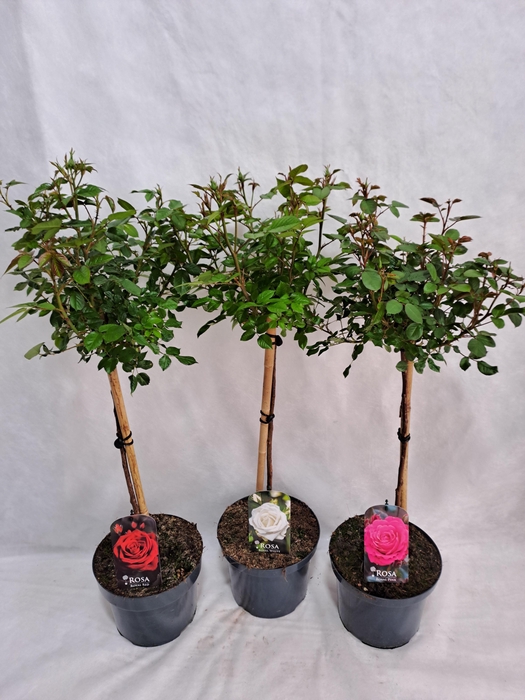 <h4>Roos op stam grootbloemig P23 55cm mix</h4>