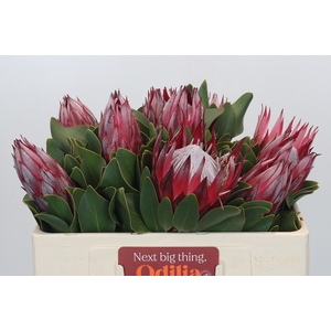 Protea Cyn. Claire