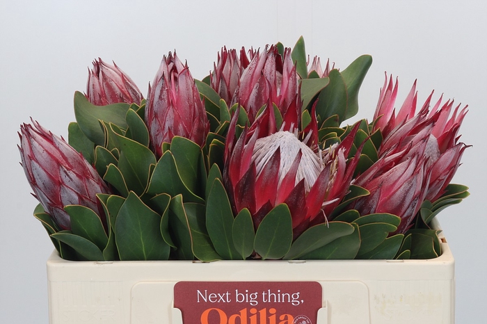<h4>Protea Cyn. Claire</h4>