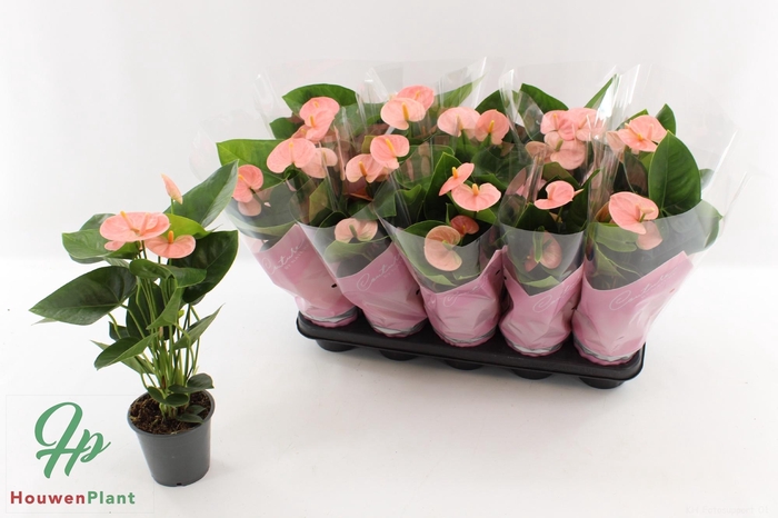 <h4>ANTHU AN SPIRIT</h4>