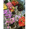 FREILAND DAHLIA