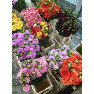 FREILAND DAHLIA