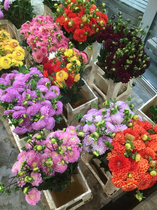 <h4>FREILAND DAHLIA</h4>