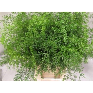 Asparagus densiflorus 'Cwebe'