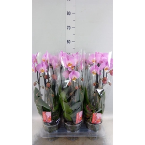 Phalaenopsis  'Elegant Cascade'