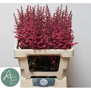 Astilbe hard rock