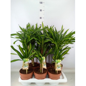 Dracaena frag. 'Riki'