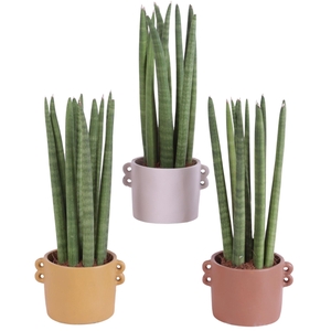 Sansevieria Cylindrica Straight 11 Leaf in Ø13cm Ceramic EV562