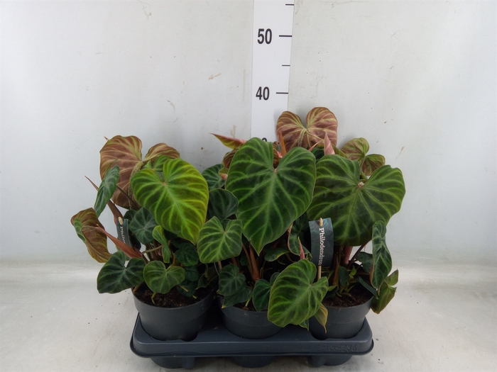 <h4>Philodendron verrucosum 'Incensi'</h4>