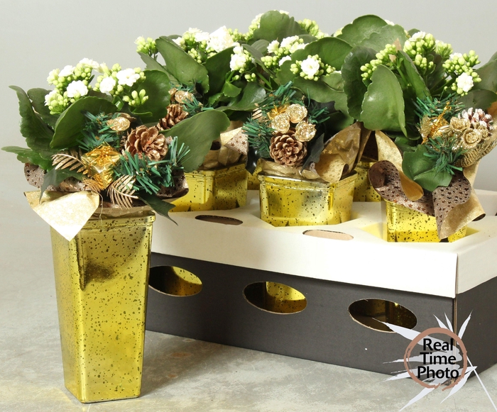 <h4>ARR KAMERPL</h4>