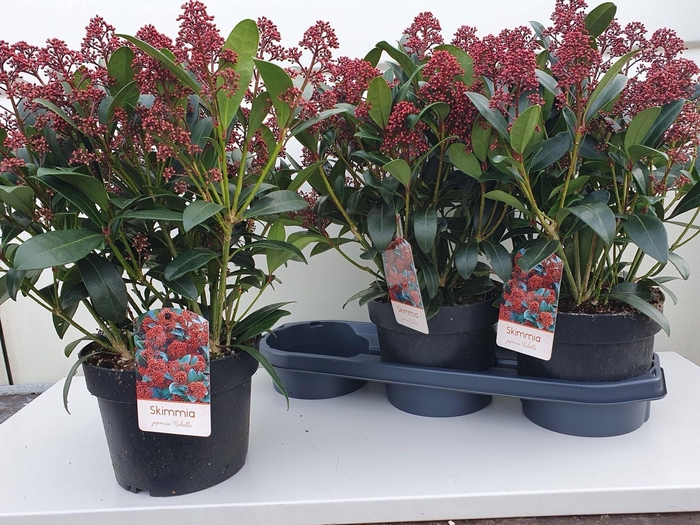 <h4>SKIM J RUBELLA</h4>