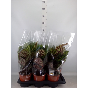 Calathea makoyana