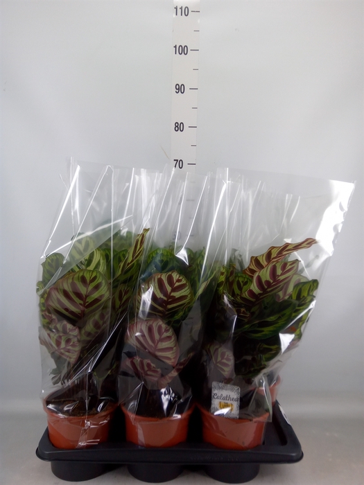 <h4>Calathea makoyana</h4>