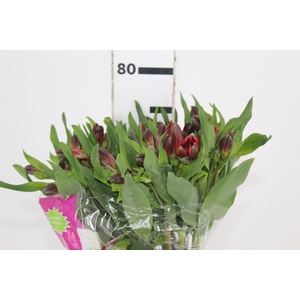 ALSTROEMERIA ANGELINA 080 CM