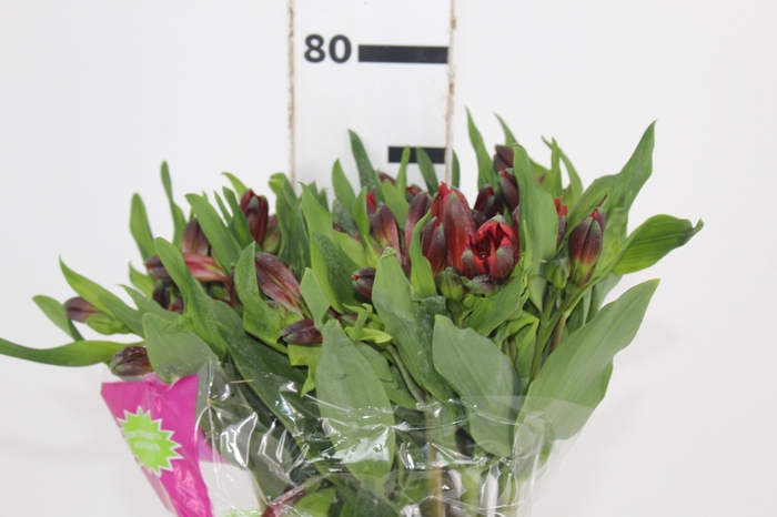 <h4>ALSTROEMERIA ANGELINA 080 CM</h4>
