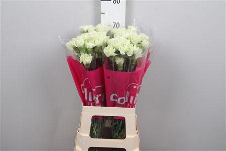 <h4>Di St Prado Mint</h4>