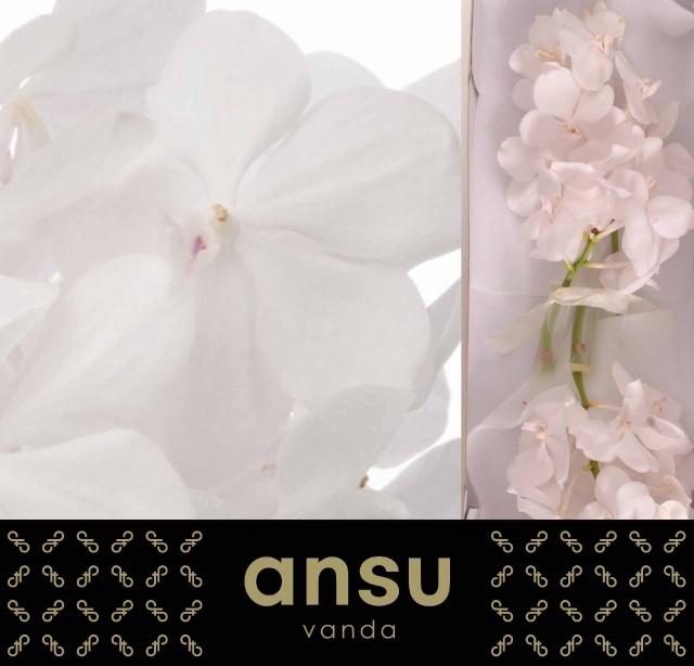 <h4>VANDA TAYAN DIAM WHI</h4>