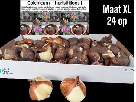 <h4>arr8 Colchicum Giant</h4>