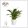 Spathiphyllum 9 cm Chopin in Laura keramiek