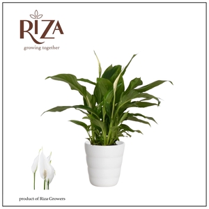Spathiphyllum 9 cm Chopin in Laura keramiek